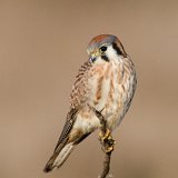 10SB5208 American Kestrel